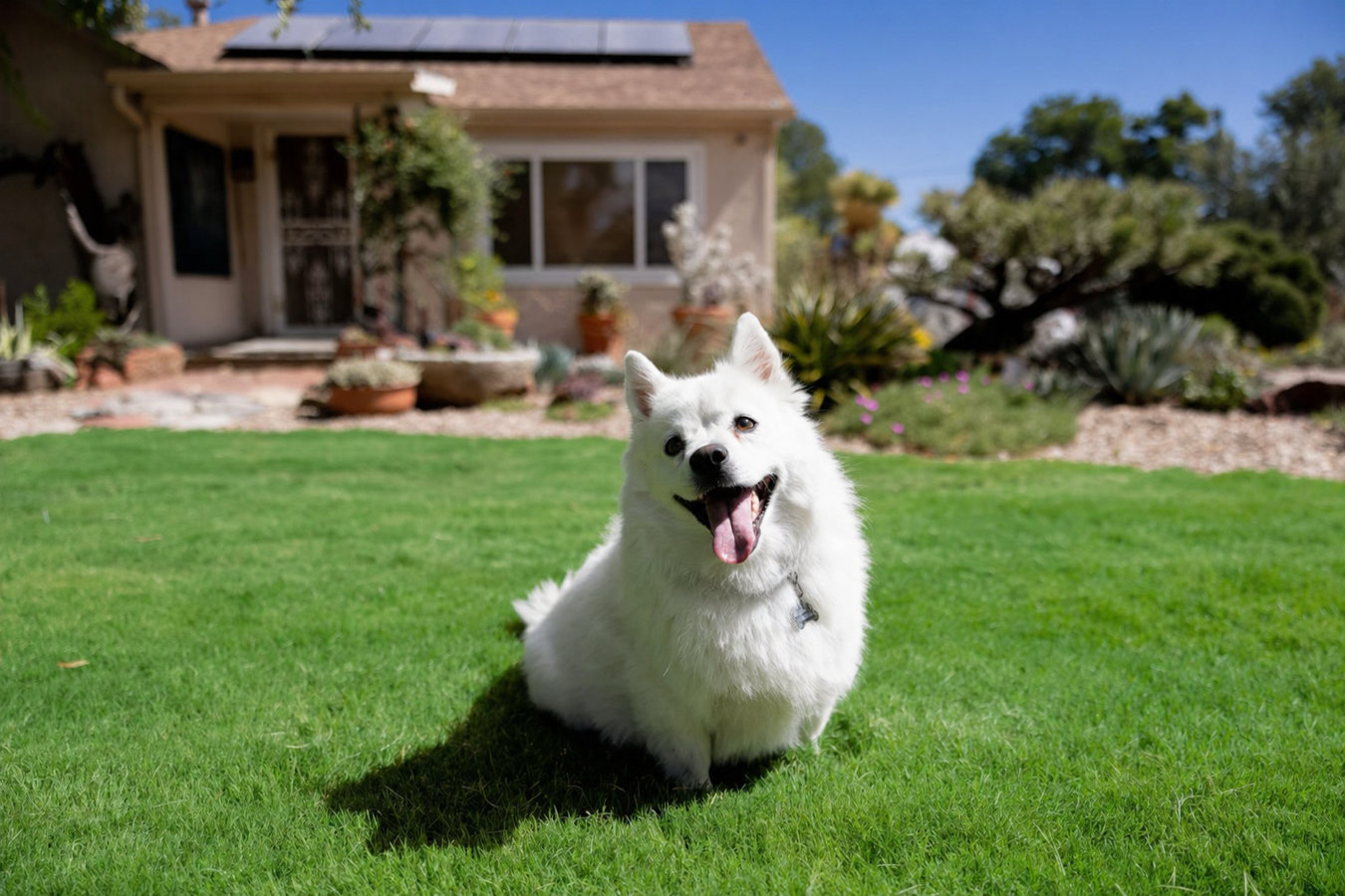 Pet-friendly turf in Walnut, CA